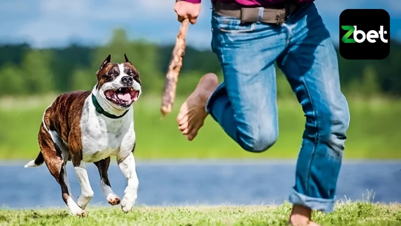 Lưu ý khi áp dụng nằm mơ thấy chó đuổi cắn đánh con gì